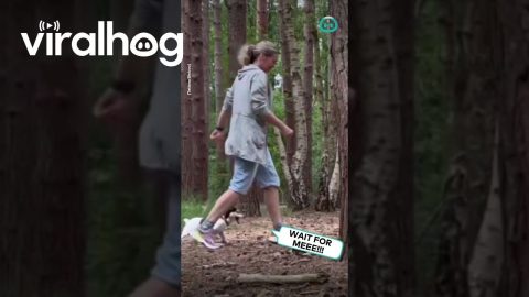 Jack Russell Carried Out Of Forest On Stick || ViralHog