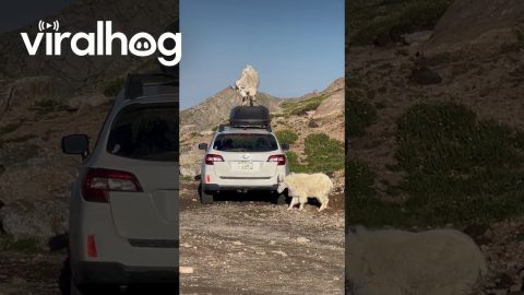 Mountain Goats Climb on Top of Hiker's Car || ViralHog