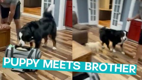 Puppy Meets Big Brother || ViralHog