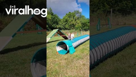Bulldog Attempts Agility Course || ViralHog