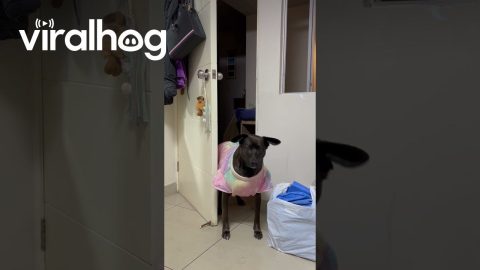 Dog Knocks On Door || ViralHog