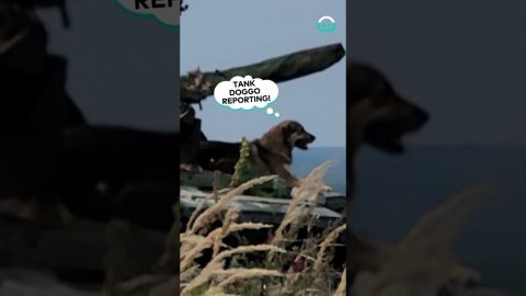 Tank Has Dog Mascot || ViralHog