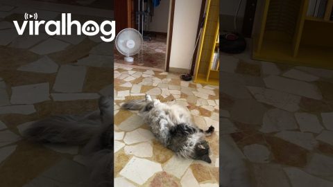 Cat Cools Off in Front of Fan || ViralHog