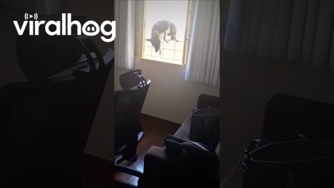 Determined Dog Climbs Through Windows || ViralHog