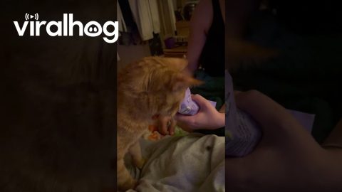 Clever Cat Grabs His Own Treats || ViralHog