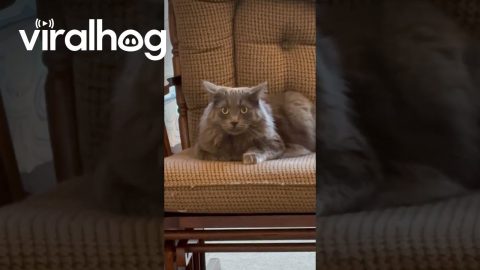 Cat Plots Trumpet's Demise || ViralHog