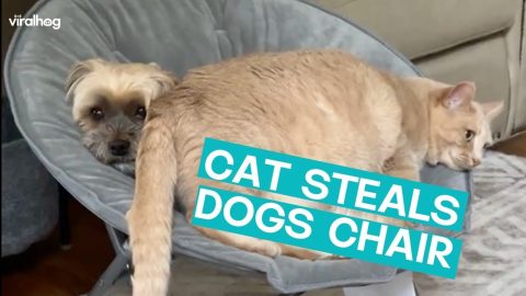 Cat Invades Dogs Space || ViralHog