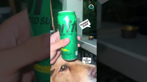Dog Acts As Great Cup Holder || ViralHog