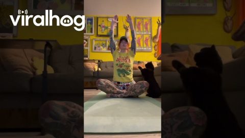 Kitty Does Yoga || ViralHog