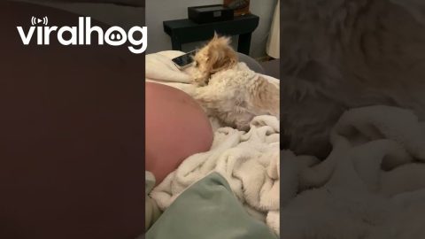 Dog Reacts to Pregnant Belly || ViralHog