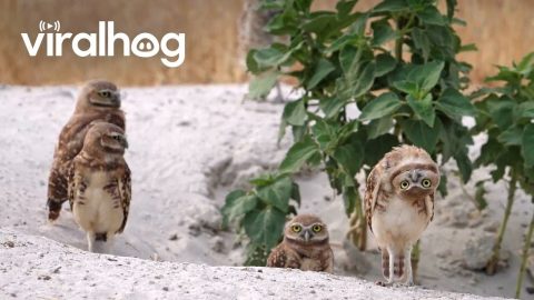Curious Burrowing Owl Turns Upside Down || ViralHog