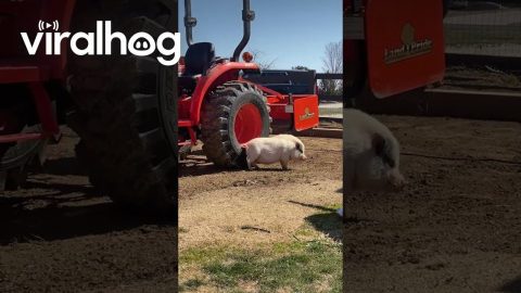 Mini Pig Scratches Hard to Reach Itch || ViralHog