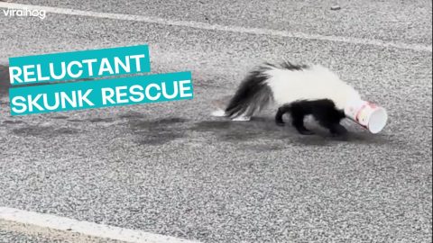 Skunk Rescued Reluctantly || ViralHog