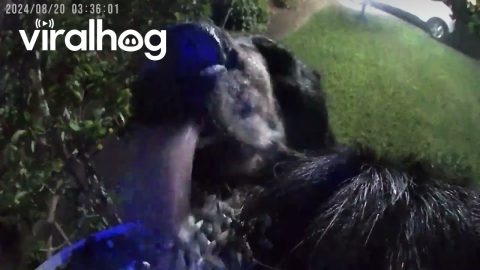 Black Bear Slurps Bird Feeder || ViralHog