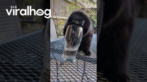 Cat Squeezes Head in Glass to Get a Drink || ViralHog