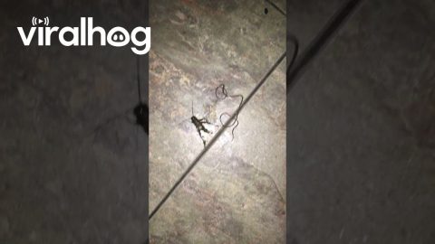 Parasite Crawls Out of Dead Cricket || ViralHog