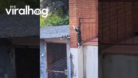 Escape Artist Cat || ViralHog