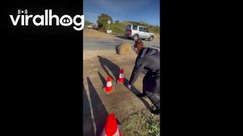 Neil the Seal Moved Off Road With Traffic Cones || ViralHog