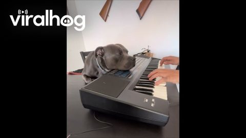 A Staffordshire Bull Terrier Enjoying the Piano || ViralHog