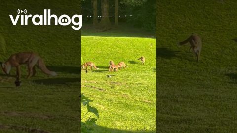 Numerous Foxes Gather In Backyard || ViralHog