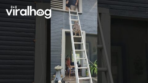 Dog Climbs Ladder Up to Attic || ViralHog