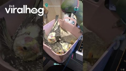 Bird Kisses New Babies || ViralHog