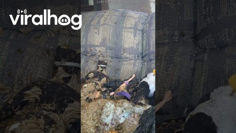 Yellowjacket Nest Takes Over Couch || ViralHog