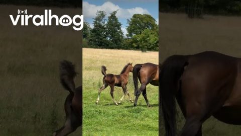 Horse Mom Leaves Foal Behind || ViralHog