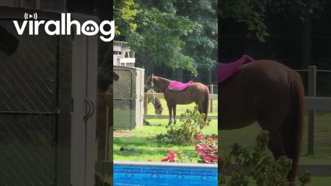 Horse Saddle Teaches Persistence || ViralHog