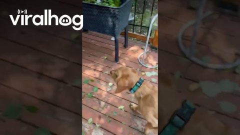 Dog Plays Fetch by Herself || ViralHog