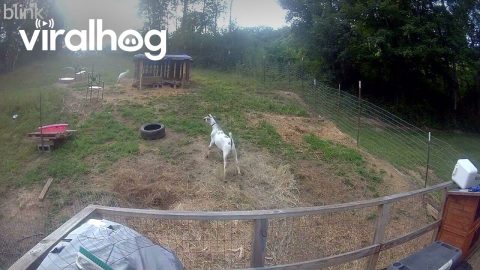 Nigerian Dwarf Goat Bucket Commotion || ViralHog