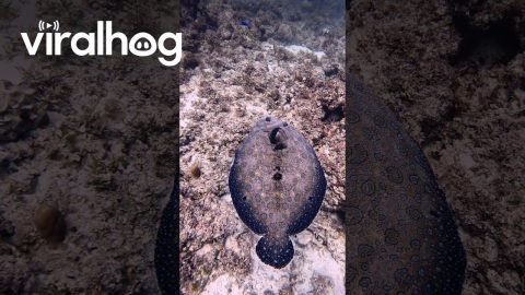 Color-Changing Fish || ViralHog