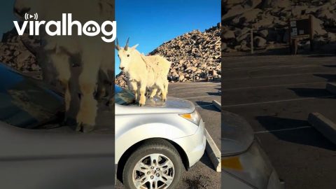 Mountain Goat Took a Whizz on My car || ViralHog