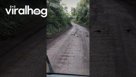 Stopping for a Coati Family to Cross || ViralHog