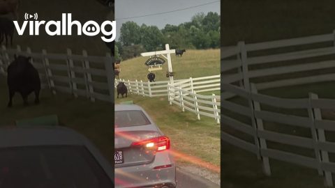 Headbutting Bulls Block Traffic || ViralHog