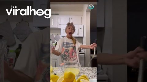 Panic In Kitchen Over Bug || ViralHog