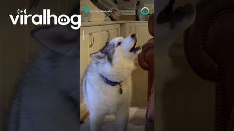 Corgi Puts Up With Husky Roommate Racket! || ViralHog