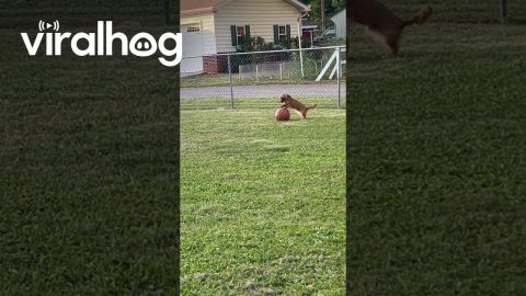 Dachshund Plays With Basketball || ViralHog