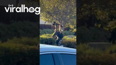 Dog Head and Shoulders Above His Owner || ViralHog