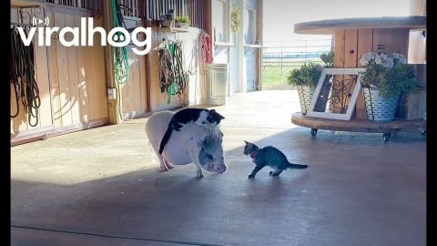 A True Piggyback Ride || ViralHog