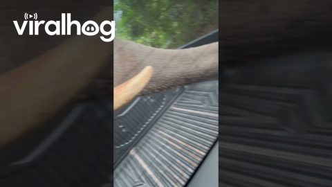An Elephant Took a Snack From My Truck || ViralHog