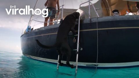 Dog Climbs Yacht Ladder || ViralHog