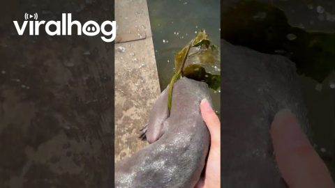 Dog Discovers Leaf Can't Support Her Weight || ViralHog