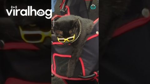 THE coolest, most stylish cat ever || ViralHog