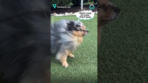 Wind Almost Blows Dog Away || ViralHog