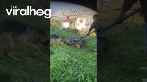 Dog Saves Human From Lawn Monster || ViralHog