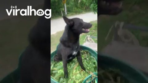 Bumpy Road Tips Dog Off Trailer || ViralHog