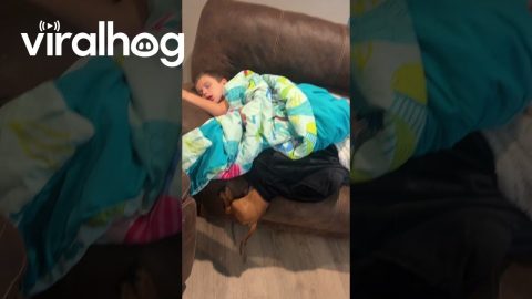 Dachshunds Burrow For Naptime || ViralHog