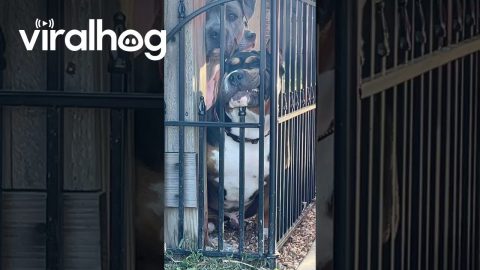 That Can't Be Comfortable || ViralHog