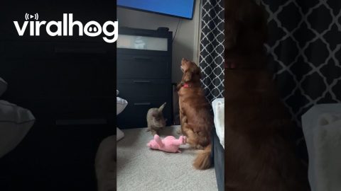 Golden Retriever Watches TV With Giant Rabbit || ViralHog